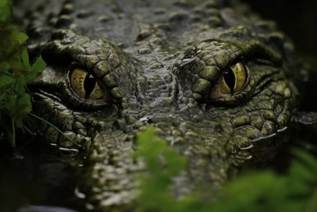 croco (1).jpg