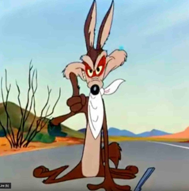 Coyote 8.jpg