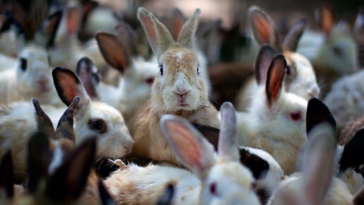 Rabbit 2.jpg
